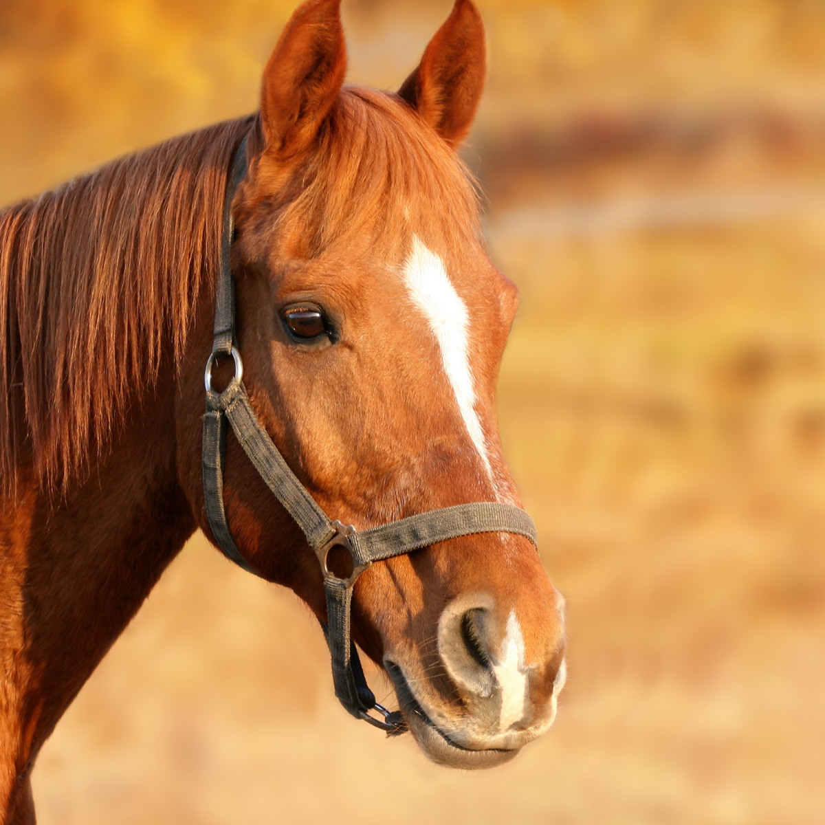 horse