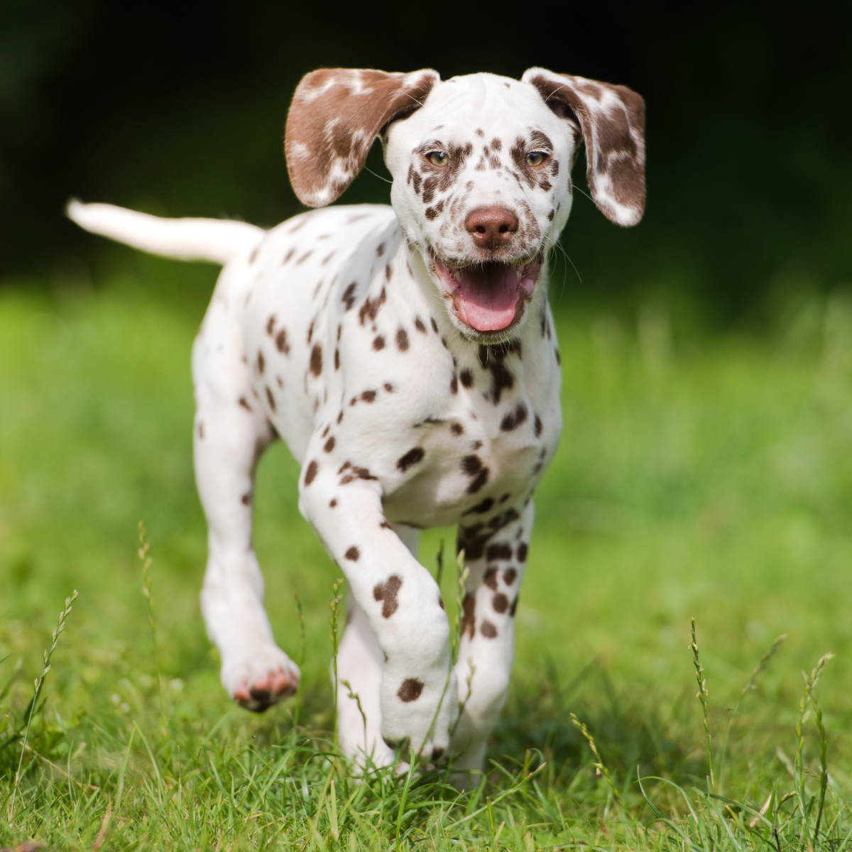 puppy (1)