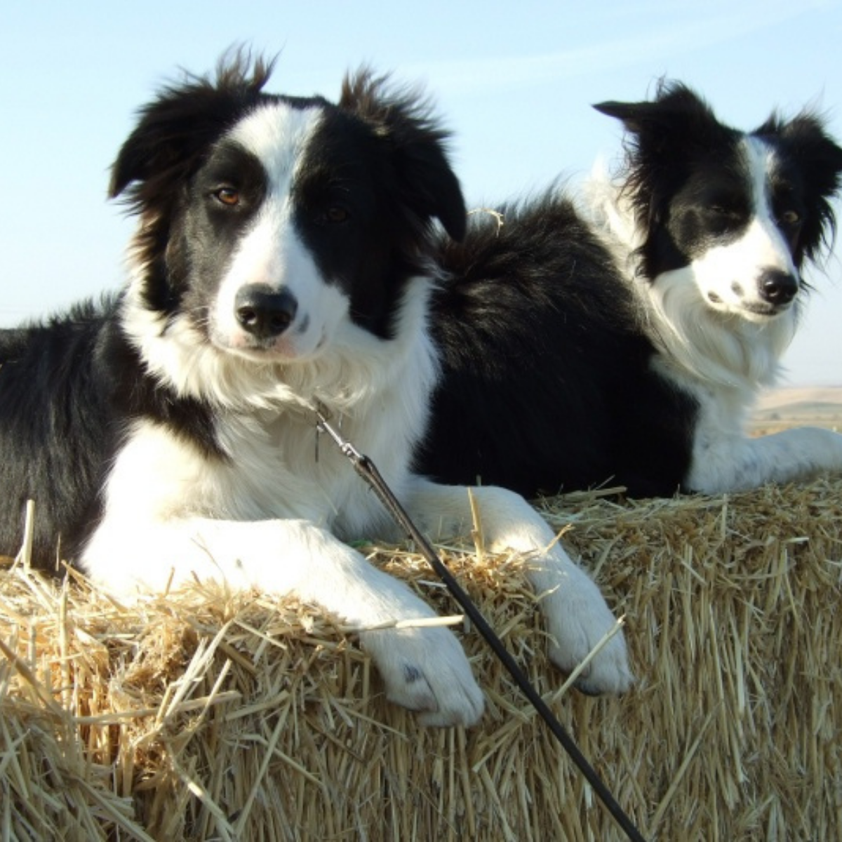 sheep dogs dogs sitting on hay