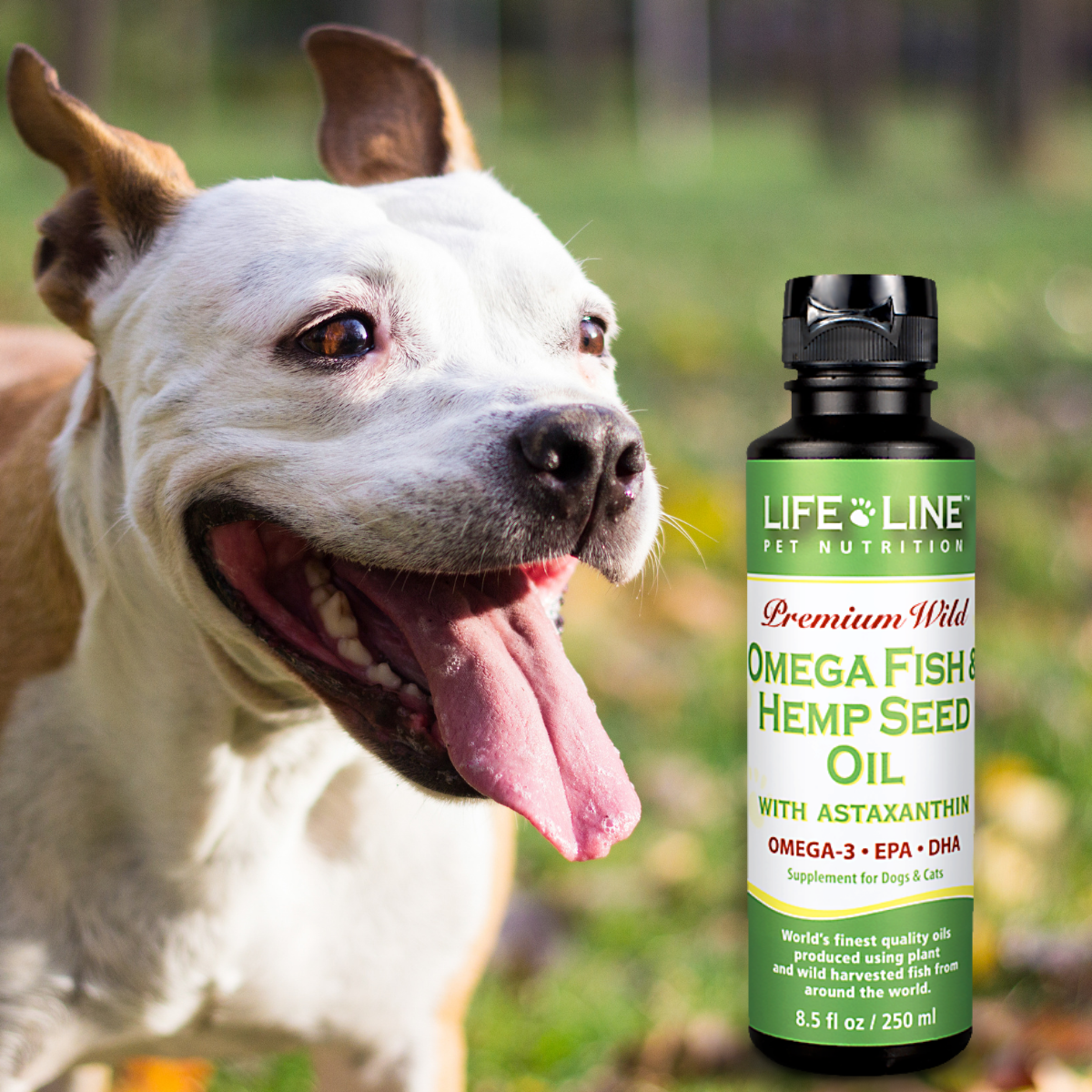 Hemp Oil for your Pets - Life Line Pet Nutrition